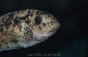Labeotropheus fuelleborni 'Chidunga Rocks'